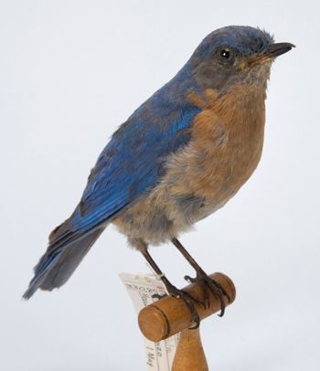 Media type: image; Ornithology 330852   Description: This image was created in conjunction with the 